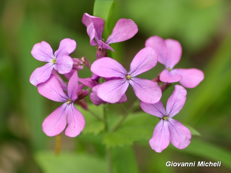 Lunaria annua (Brassicaceae)